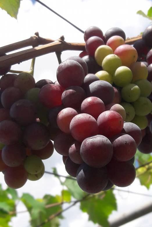 Chỉ trồng trong thùng xốp, người đàn ông thu hoạch 2 tạ nho