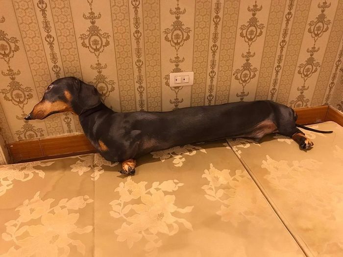 Chú chó Dachshunds làm bằng bông khiến nhiều người tưởng thật