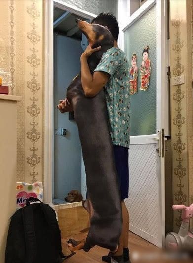 Chú chó Dachshunds làm bằng bông khiến nhiều người tưởng thật