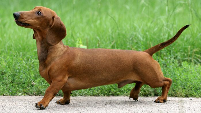 Chú chó Dachshunds làm bằng bông khiến nhiều người tưởng thật