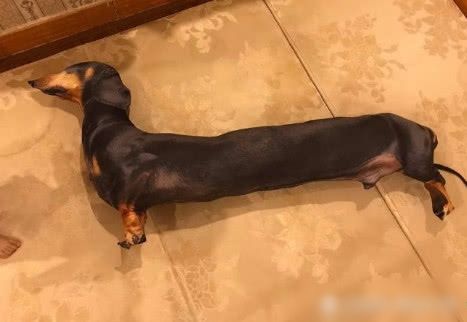 Chú chó Dachshunds làm bằng bông khiến nhiều người tưởng thật