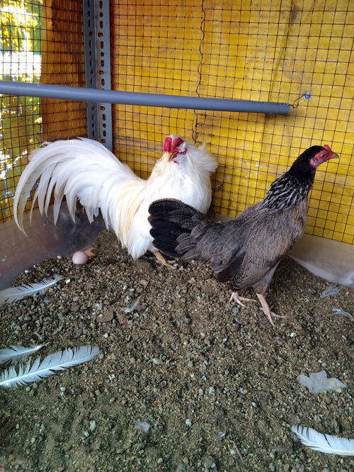 Học hỏi kinh nghiệm trồng rau tốt nuôi gà ngon trên sân thượng 60m2  Tạp  chí Đẹp
