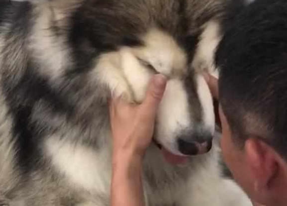 Chú chó Alaska bị Chihuahua chọc phát khóc mặc dù to xác