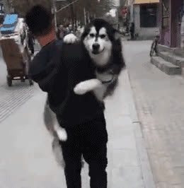Chú chó Alaska bị Chihuahua chọc phát khóc mặc dù to xác
