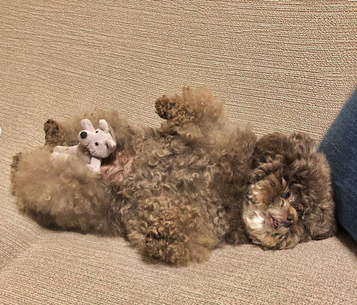 Nàng chó Poodle với dáng ngồi hờn dỗi cả thế giới