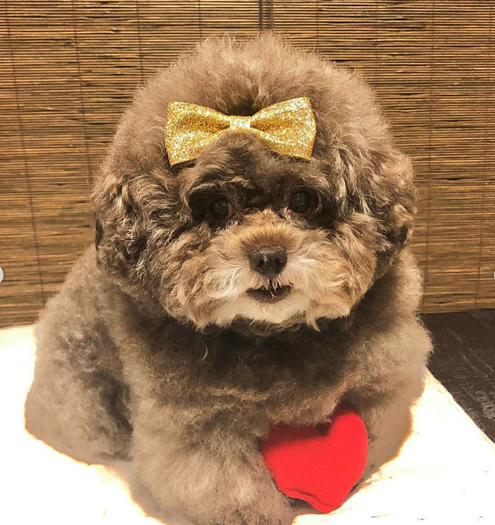 Nàng chó Poodle với dáng ngồi hờn dỗi cả thế giới