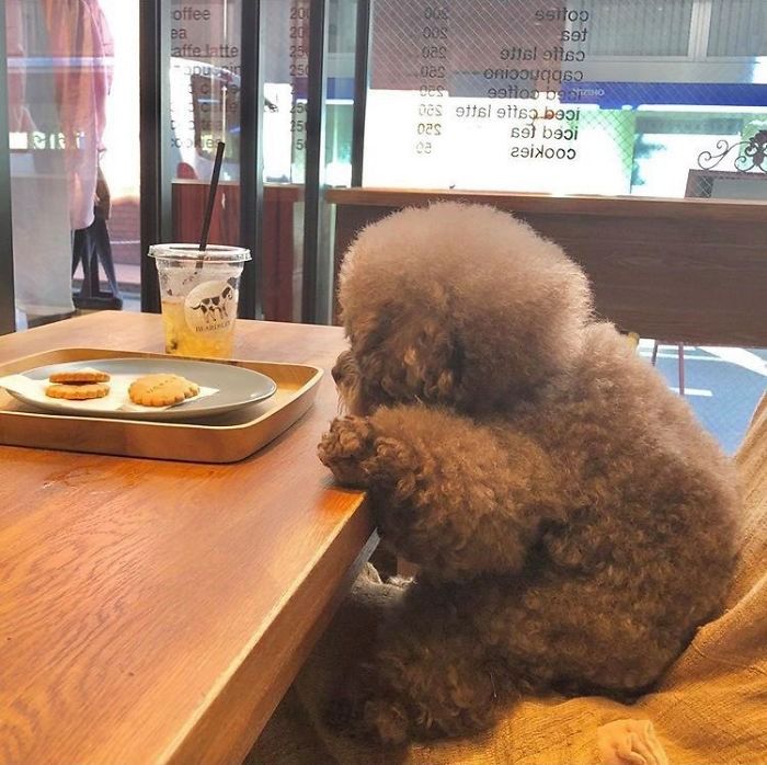 Nàng chó Poodle với dáng ngồi hờn dỗi cả thế giới