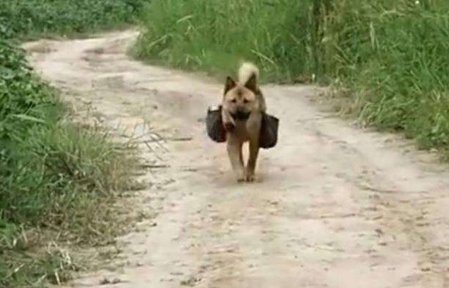 Chú chó ngày ngày đúng giờ mang đồ ăn trưa ra ruộng cho chủ