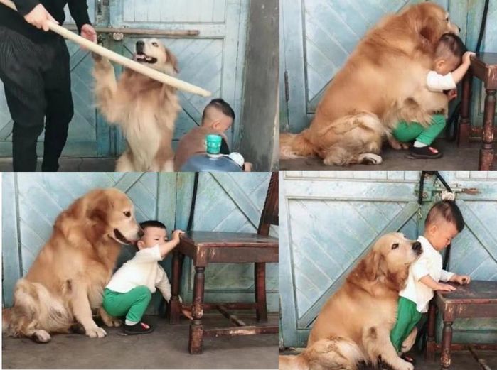 Chú chó ngày ngày đúng giờ mang đồ ăn trưa ra ruộng cho chủ