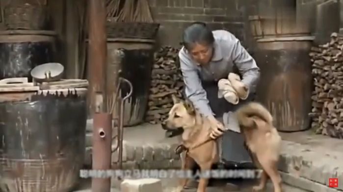 Chú chó ngày ngày đúng giờ mang đồ ăn trưa ra ruộng cho chủ