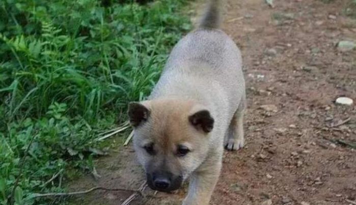 Chú chó ngày ngày đúng giờ mang đồ ăn trưa ra ruộng cho chủ