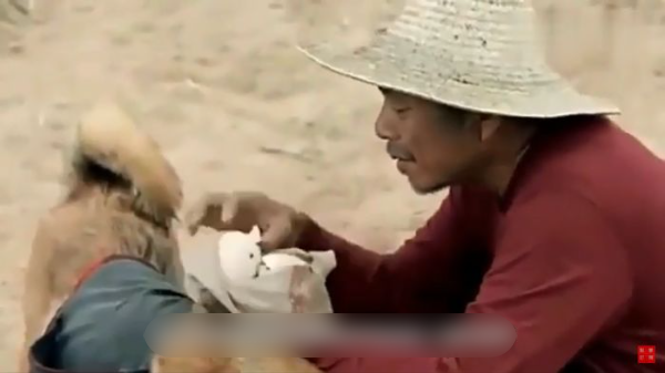 Chú chó ngày ngày đúng giờ mang đồ ăn trưa ra ruộng cho chủ