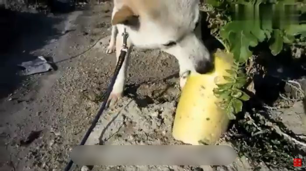 Chú chó ngày ngày đúng giờ mang đồ ăn trưa ra ruộng cho chủ