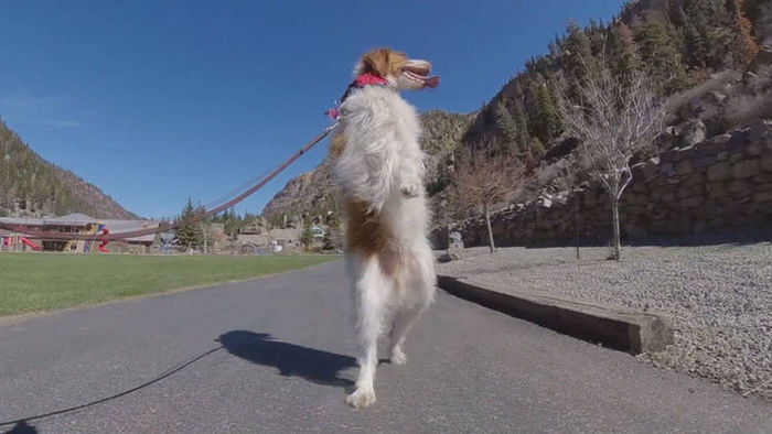 Chú chó đi bằng hai chân sau sau vụ tai nạn bị mất 1 chân