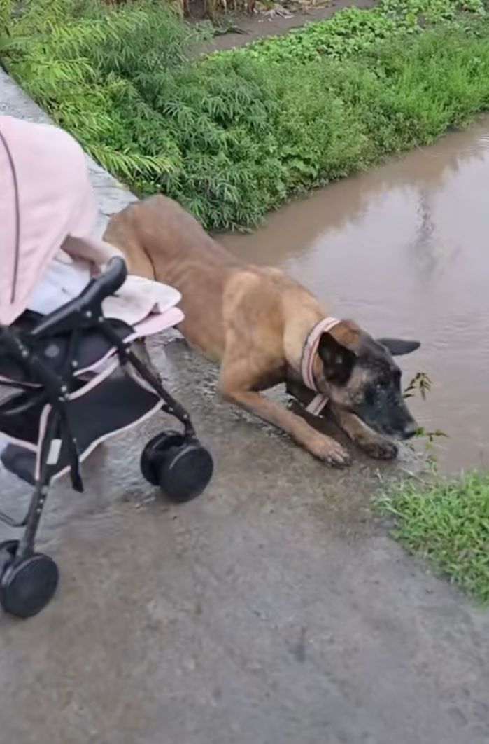 Chú chó dũng cảm lấy thân ngăn xe đẩy em bé sắp rơi xuống sông