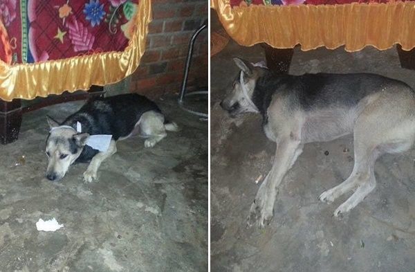 Chú chó vẫn kiên trì đợi chủ suốt 5 năm bất kể nắng hay mưa