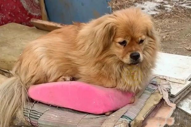 Chú chó vẫn kiên trì đợi chủ suốt 5 năm bất kể nắng hay mưa