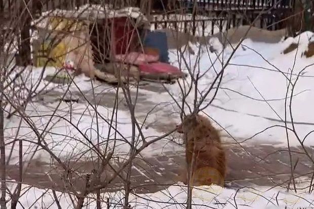 Chú chó vẫn kiên trì đợi chủ suốt 5 năm bất kể nắng hay mưa