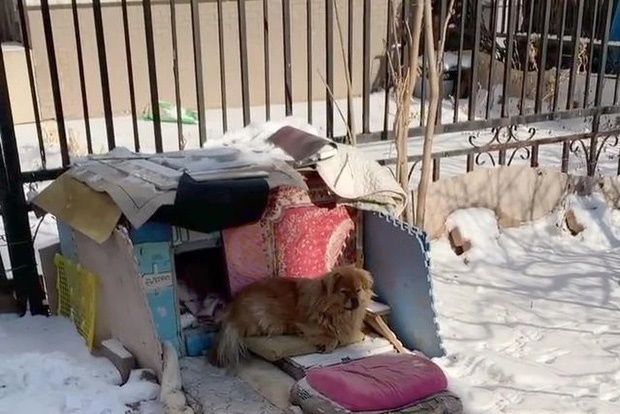 Chú chó vẫn kiên trì đợi chủ suốt 5 năm bất kể nắng hay mưa