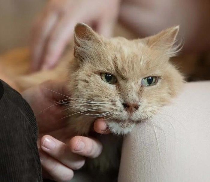 Chú mèo mỗi đêm đều ngắm nhìn di ảnh chủ rồi mới ngủ