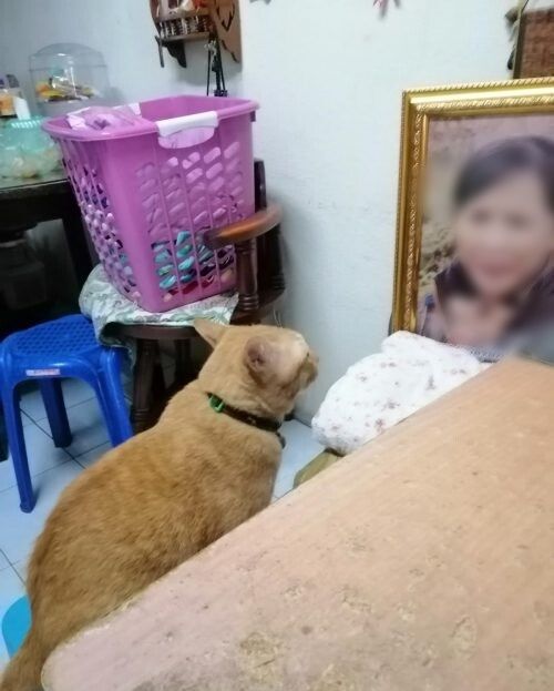 Chú mèo mỗi đêm đều ngắm nhìn di ảnh chủ rồi mới ngủ