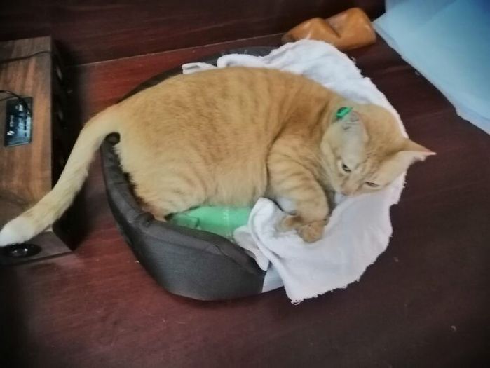 Chú mèo mỗi đêm đều ngắm nhìn di ảnh chủ rồi mới ngủ