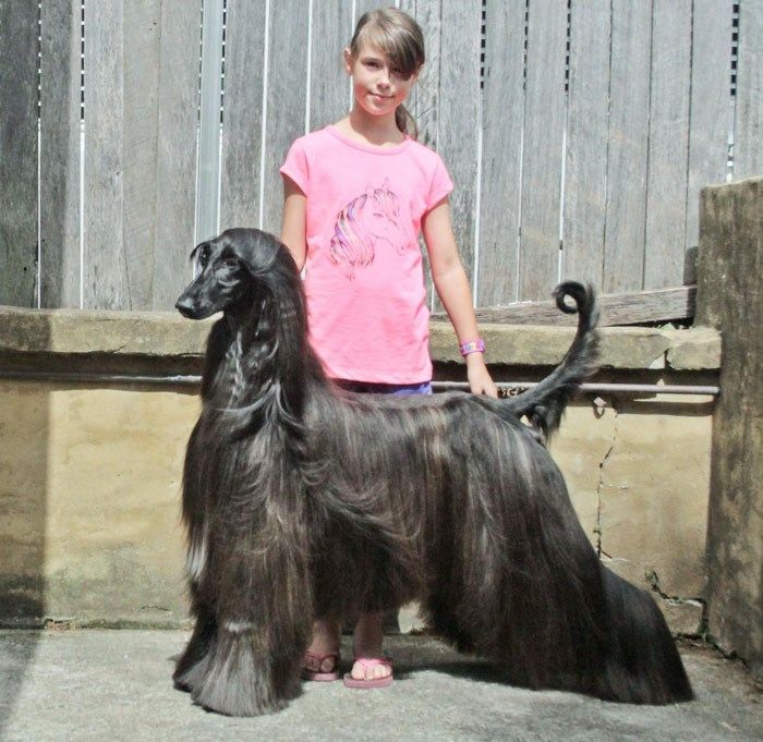 Cô chó đẹp nhất thế giới: Bộ lông óng mượt, thân hình như siêu mẫu