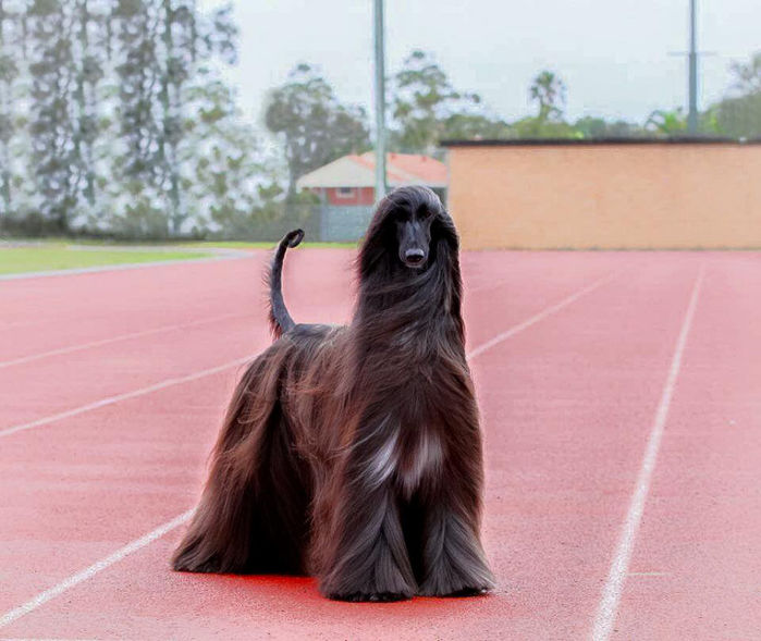Cô chó đẹp nhất thế giới: Bộ lông óng mượt, thân hình như siêu mẫu