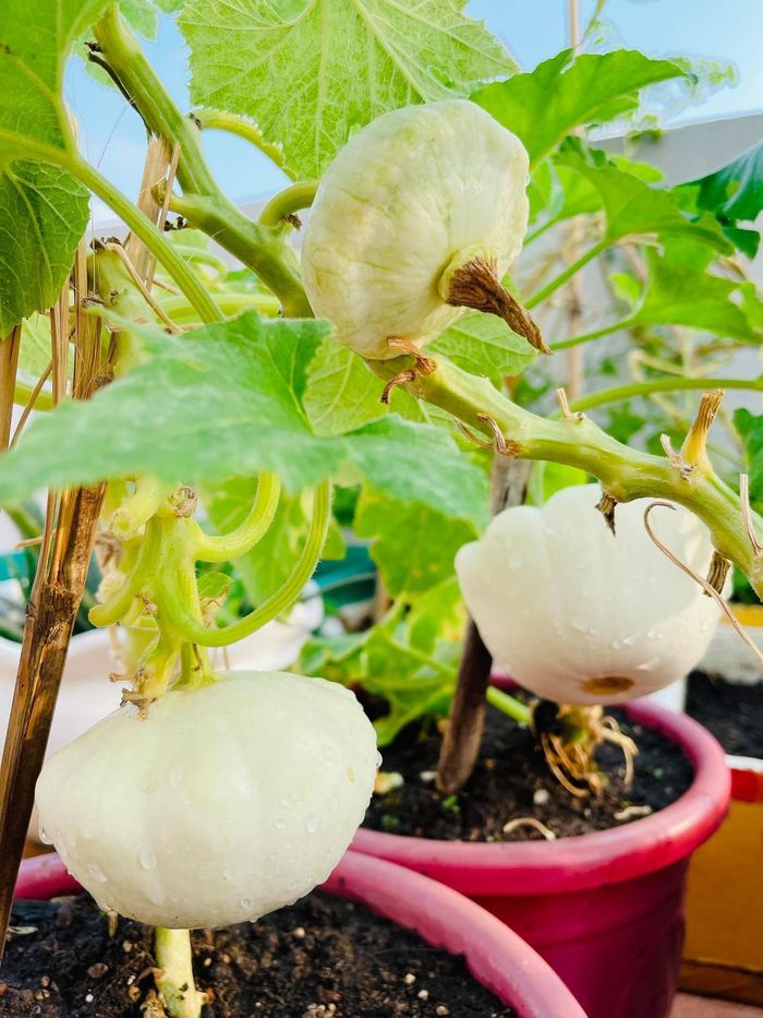 Cô nông dân xinh đẹp làm vườn, có ớt trái tim, đậu bắp tím