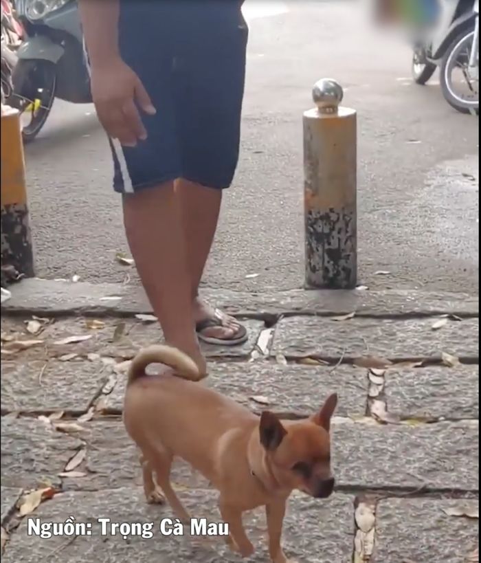 Cụ bà 76 tuổi nhặt ve chai nuôi chú chó mù ròng rã suốt 6 năm trời