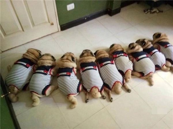 Cưng xỉu tiểu đội 9 chú chó Pug mặc đồ nhóm núng na núng nính