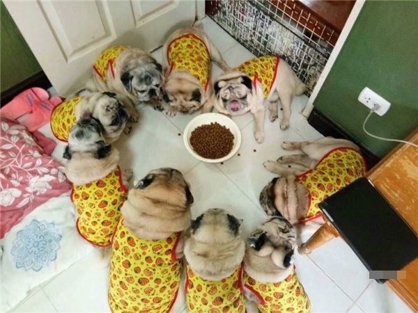 Cưng xỉu tiểu đội 9 chú chó Pug mặc đồ nhóm núng na núng nính