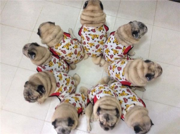 Cưng xỉu tiểu đội 9 chú chó Pug mặc đồ nhóm núng na núng nính