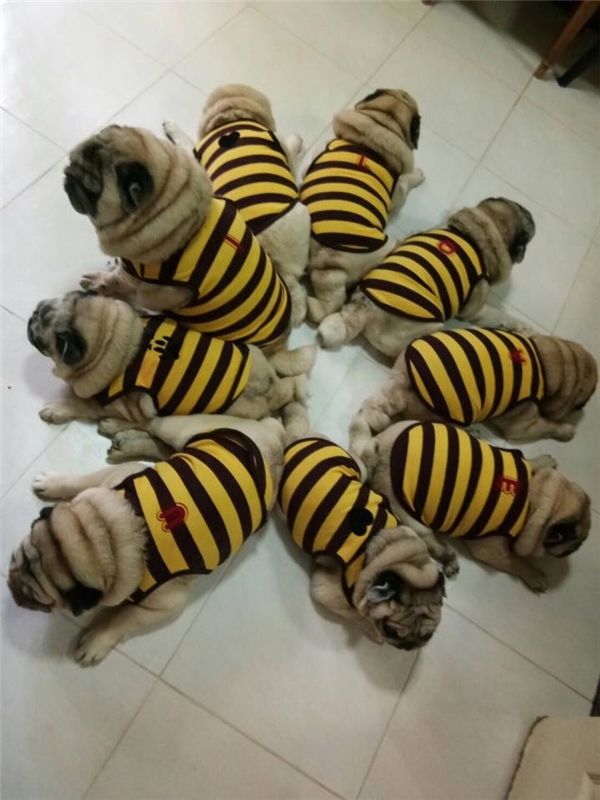Cưng xỉu tiểu đội 9 chú chó Pug mặc đồ nhóm núng na núng nính
