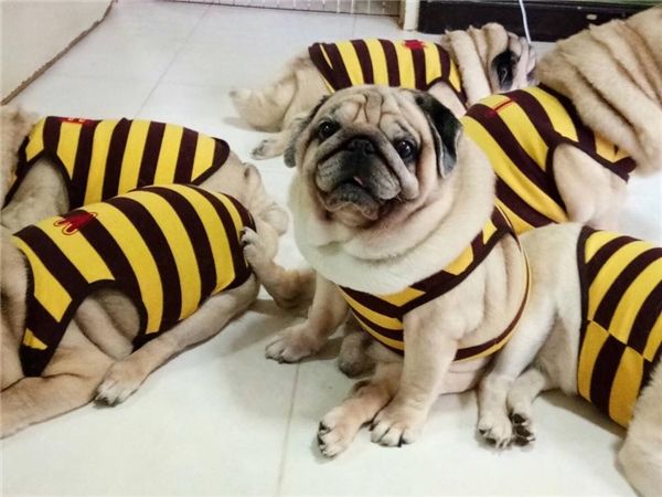 Cưng xỉu tiểu đội 9 chú chó Pug mặc đồ nhóm núng na núng nính