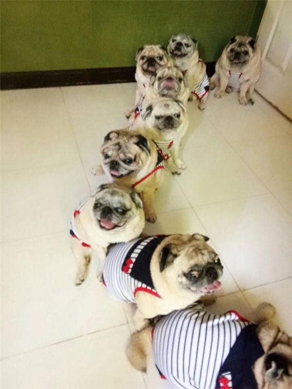 Cưng xỉu tiểu đội 9 chú chó Pug mặc đồ nhóm núng na núng nính