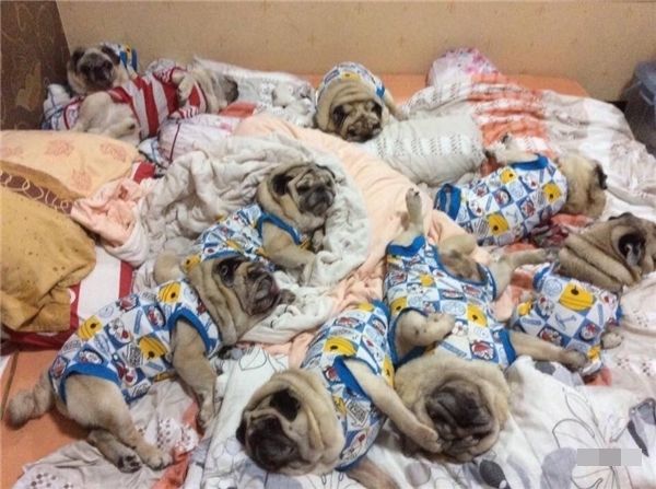 Cưng xỉu tiểu đội 9 chú chó Pug mặc đồ nhóm núng na núng nính