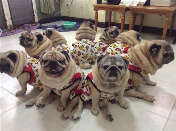 Cưng xỉu tiểu đội 9 chú chó Pug mặc đồ nhóm núng na núng nính
