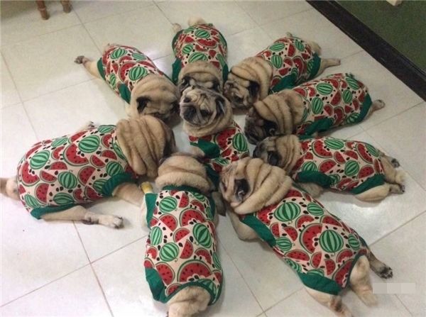 Cưng xỉu tiểu đội 9 chú chó Pug mặc đồ nhóm núng na núng nính