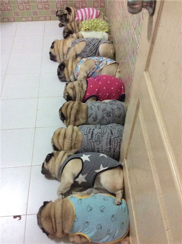 Cưng xỉu tiểu đội 9 chú chó Pug mặc đồ nhóm núng na núng nính