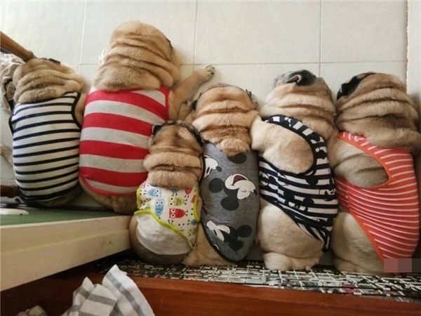 Cưng xỉu tiểu đội 9 chú chó Pug mặc đồ nhóm núng na núng nính