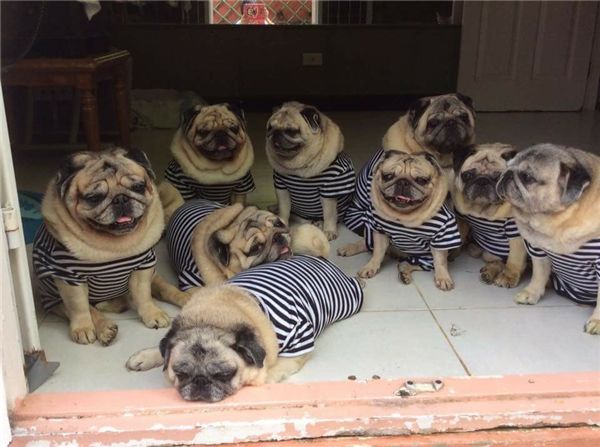 Cưng xỉu tiểu đội 9 chú chó Pug mặc đồ nhóm núng na núng nính