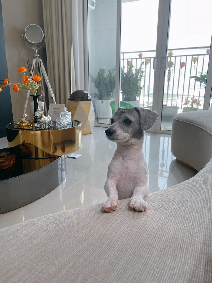 Đặc quyền cún cưng của sao Việt: Ở biệt thự, sống sang chảnh