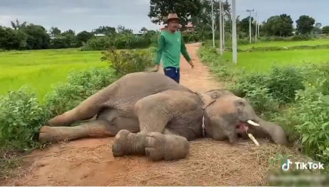 Chú voi anh giỡn nhây trêu voi em khiến voi mẹ phải ra can ngăn