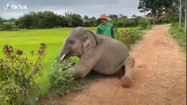 Chú voi anh giỡn nhây trêu voi em khiến voi mẹ phải ra can ngăn