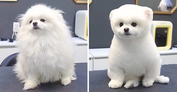 Hình ảnh khác 1 trời 1 vực của boss trước khi được sen đưa đi spa