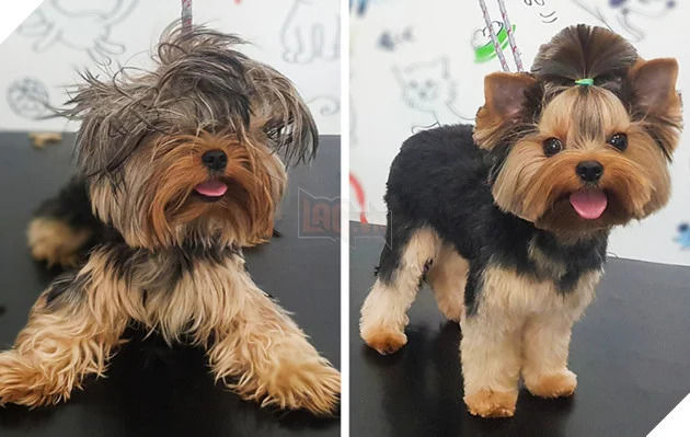 Hình ảnh khác 1 trời 1 vực của boss trước khi được sen đưa đi spa