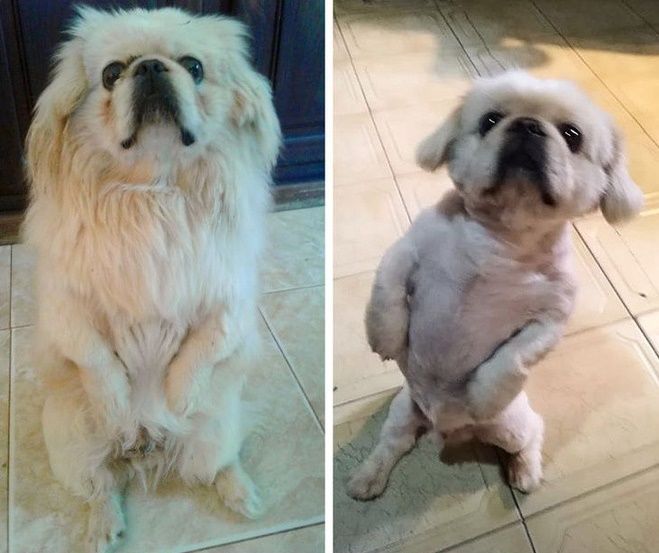 Hình ảnh khác 1 trời 1 vực của boss trước khi được sen đưa đi spa