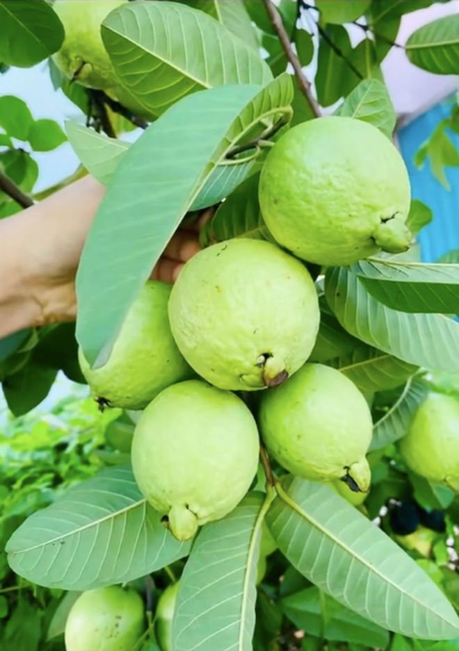 Cây ổi trĩu quả, mọc thành từng chùm khiến CĐM xuýt xoa