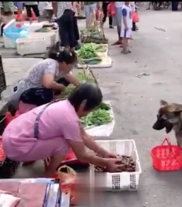 Chú chó tự xách giỏ đi chợ thành thục, còn kì kèo xin thêm gây bất ngờ